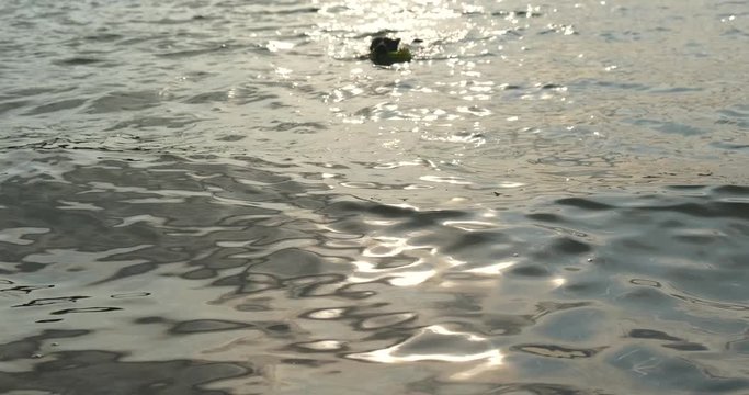 black dog Mudis swims with a rubber toy in its mouth