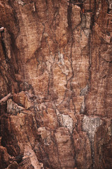 Wooden texture of bark use as natural background