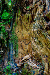 The wild nature. Background of old broken tree