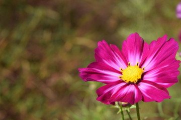 Fototapeta premium コスモス 秋の風景