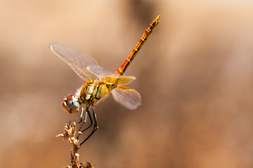 Dragonfly resting on a branch of the field, on a light background, orange. Macro. Nature and...