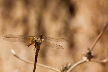 Dragonfly resting on a branch of the field, on a light background. Macro. Nature and insects.