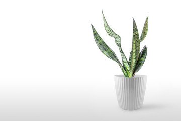 Sansevieria plant in pot on white table