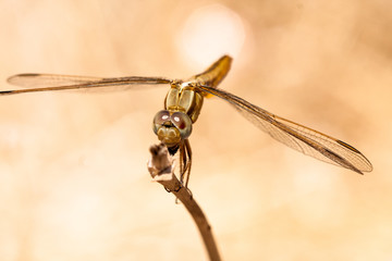 Dragonfly resting on a branch of the field, on a light background. Macro. Nature and insects.