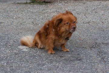 A sad ginger dog is sitting in the wind.