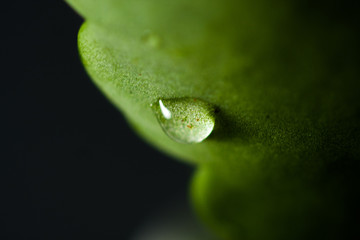 Natural green leaves with water drops, focused with macro, plant pot. Green leaves with water drops.
