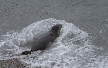 Harbor Seals in sanctuary at Sea Ranch, N. California