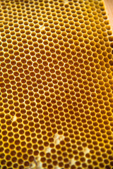 Ruche abeille