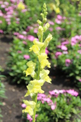 Obraz premium Yellow Snapdragon, U of A Botanic Gardens, Devon, Alberta