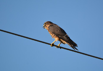 Black Merlin Falcon
