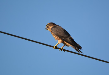 Black Merlin Falcon
