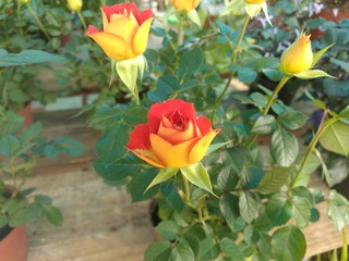 Beautiful Rose Two Color Background