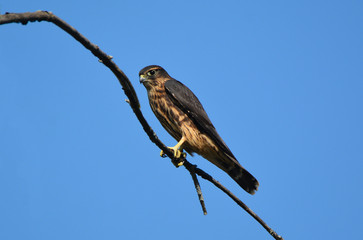 Black Merlin Falcon
