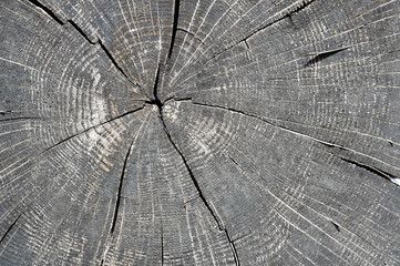 cut of a tree
