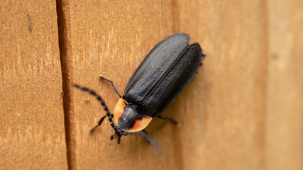 Luciole