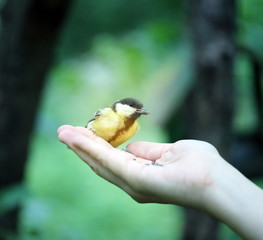 Beautiful bird the bird on the hand pictures closeup