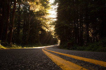 Fototapeta premium Follow