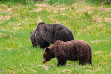 Grizzly bears feeding in a grass field