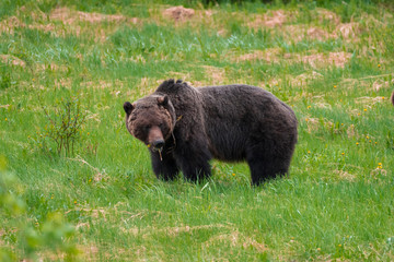 Grizzly bear in a grass field