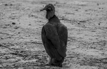 bird