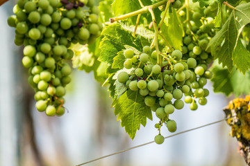 Junge unreife Trauben am Rebstock