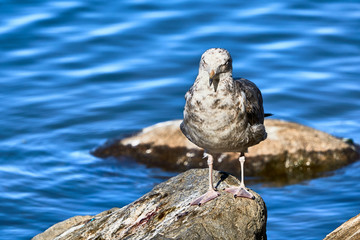 Juvenile Gull