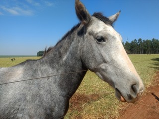 Fototapeta premium portrait of a horse