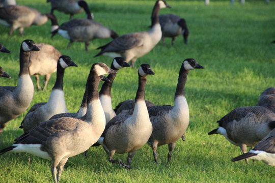 Group Of Geese, Elk Island National Park, Alberta