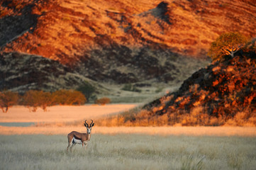 Springbok (Antidorcas marsupialis) grazing in the savannah