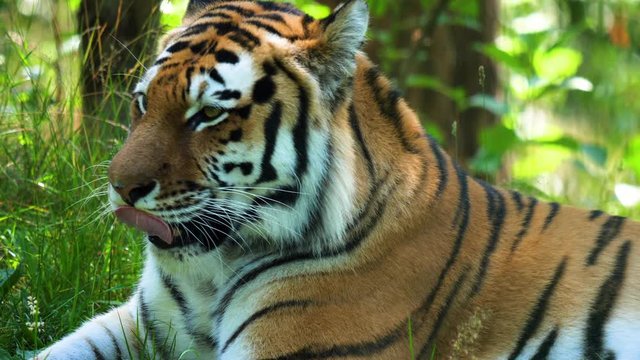 SLOW MOTION Majestic bengal tiger sitting and licking lips between greenery