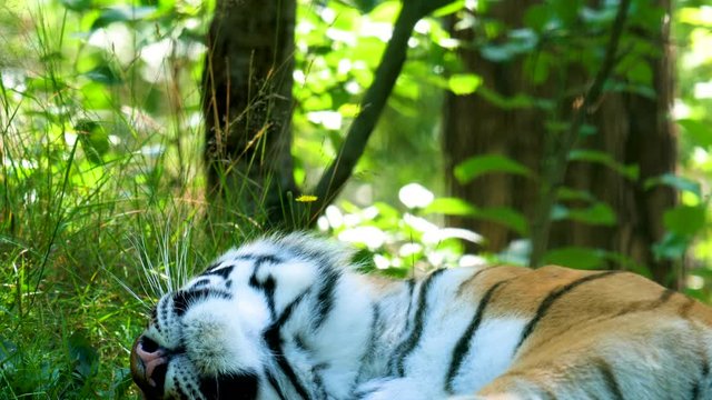 SLOW MOTION Cute bengal tiger yawns and lovely roll over greenery