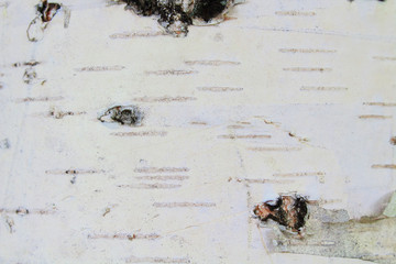 Birch bark. Close-up. Background. Texture.