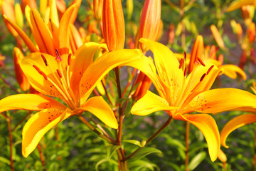 Obraz premium Beautiful yellow lily flowers. Close-up. Background. Texture.