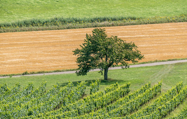 Weianbau im Sommer