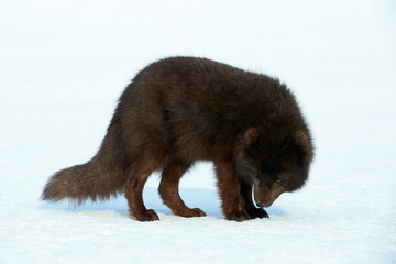 Obraz premium Beautiful blue arctic fox (Alopex lagopus) in the snow.