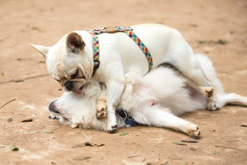 Naklejka na ściany i meble The French Bulldog and a Pomeranian Lulu playing in thre park