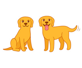 Yellow labrador retriever dog