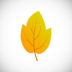 Autumn leaf on a white background