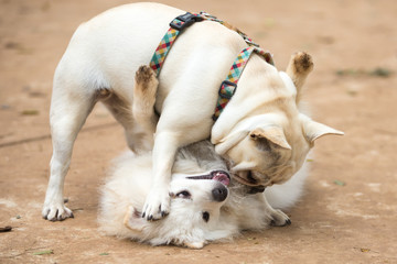 The French Bulldog and a Pomeranian Lulu playing in thre park