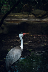 Obraz premium Stork by the water