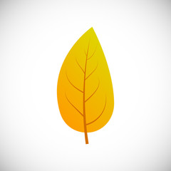 Autumn leaf on a white background