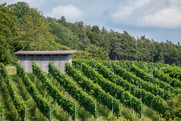 Weianbau im Sommer