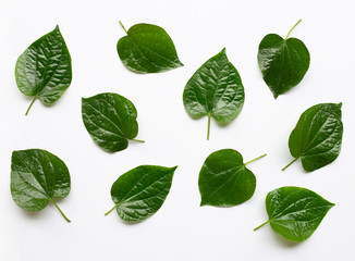 Piper sarmentosum or Wildbetal leafbush on white