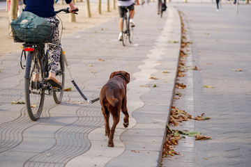 Woman cyclist ride bicycle and leash a dog on bicycle lane on promenade riverside of Rhein River in Düsseldorf, Germany.  © Peeradontax