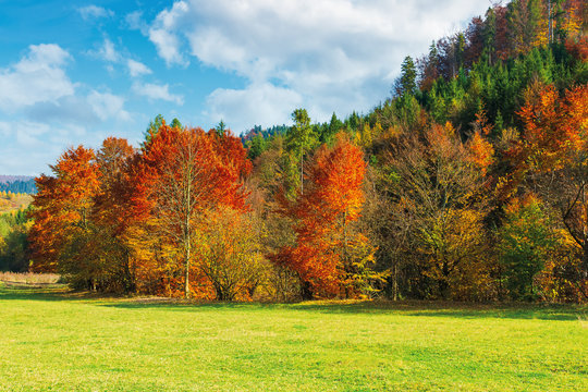trees in red foliage on the green meadow. beautiful autumn landscape of mountainous countryside. sunny warm weather with clouds on the sky