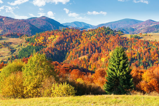 trees in colorful foliage. beautiful carpathians. wonderful autumn landscape of mountainous countryside. sunny warm weather with clouds on the sky