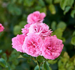 buds of pink blooming roses in the garden, green background