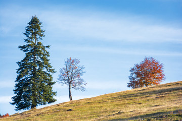 three trees on the hill. different plants in several conditions at once. spruce, leafless and in red foliage. blue sky on the background. unhealthy relationships concept