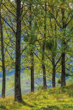 poplar trees on the hill in the afternoon light. beautiful autumn nature scenery