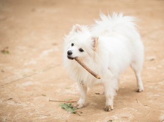 Fototapeta premium White Pomeranian Lulu playing with a stick